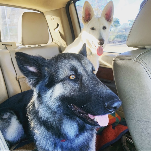 Meet your Posh Ambassador Liz - Picture 6 of 9